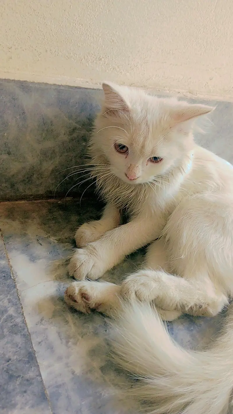 available for cat Lahore — photo 2