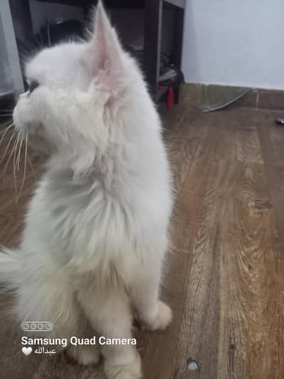 pure white Russian cat