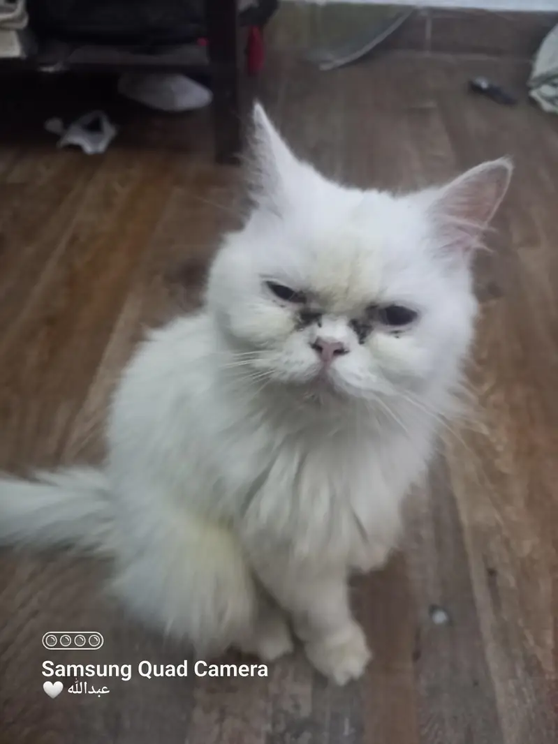 pure white Russian cat — photo 2