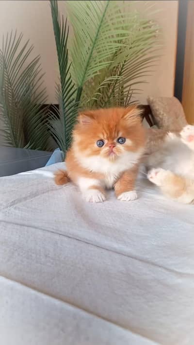 Persian kittens , pure breed , high quality