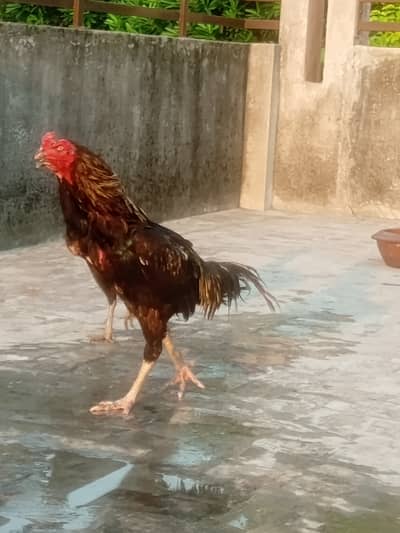 Beautiful healthy and active rooster and hen