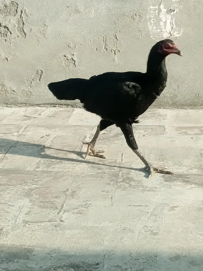 Beautiful healthy and active rooster and hen — photo 2