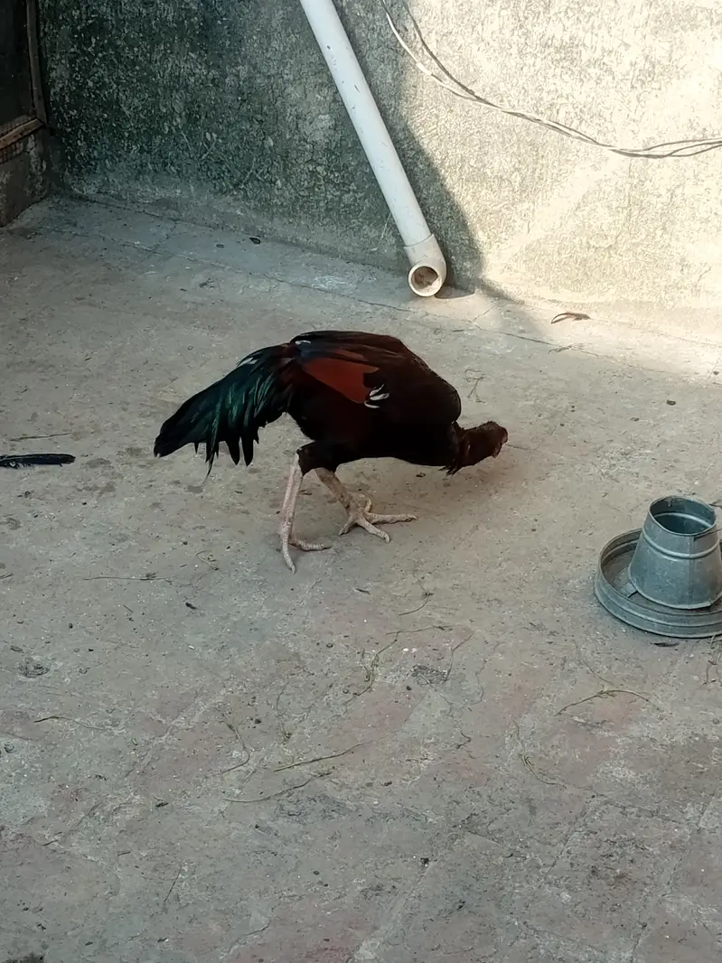 Beautiful healthy and active rooster and hen — photo 3