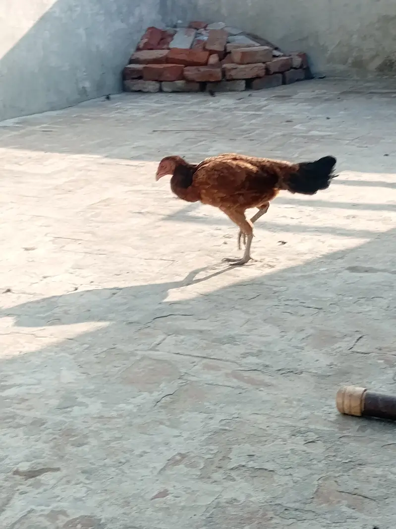 Beautiful healthy and active rooster and hen — photo 4