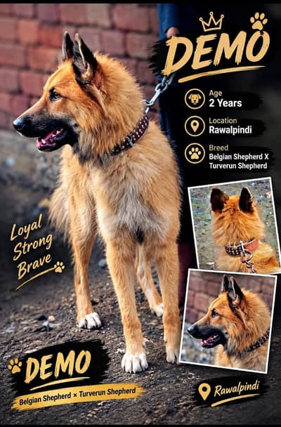 Belgian shepherd