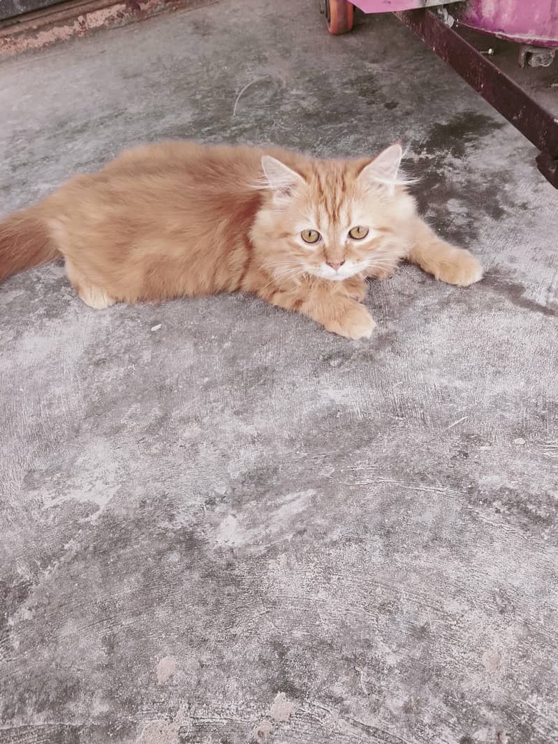 golden 0