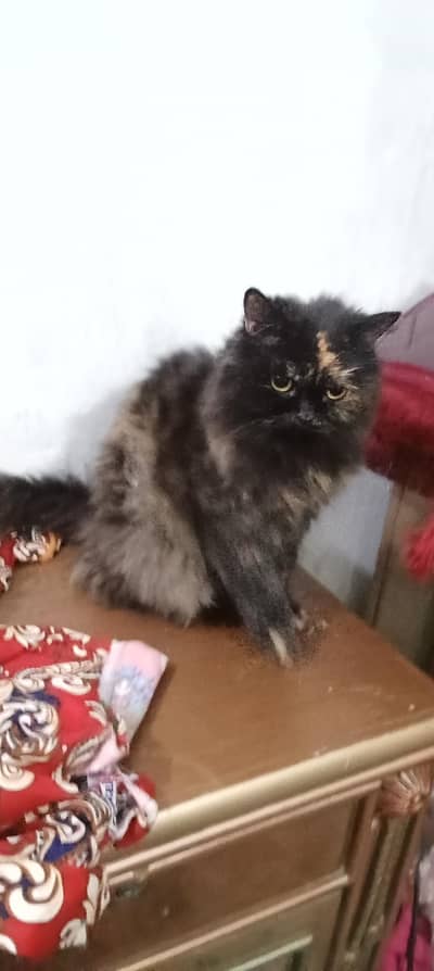 triple coated cat for sale