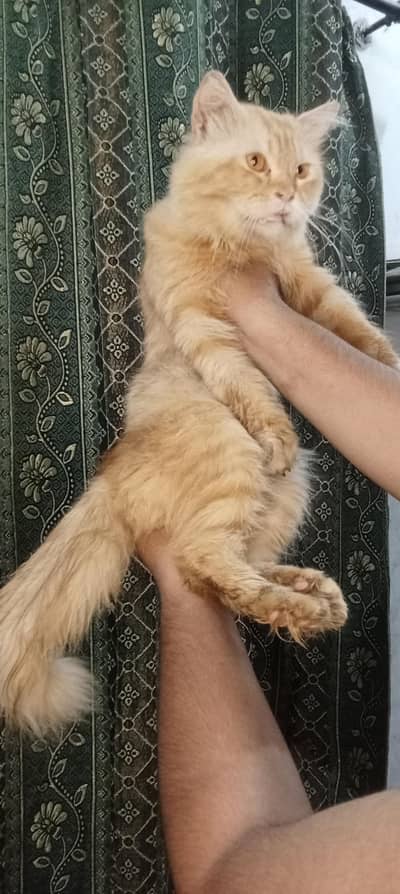 triple coated cat for sale