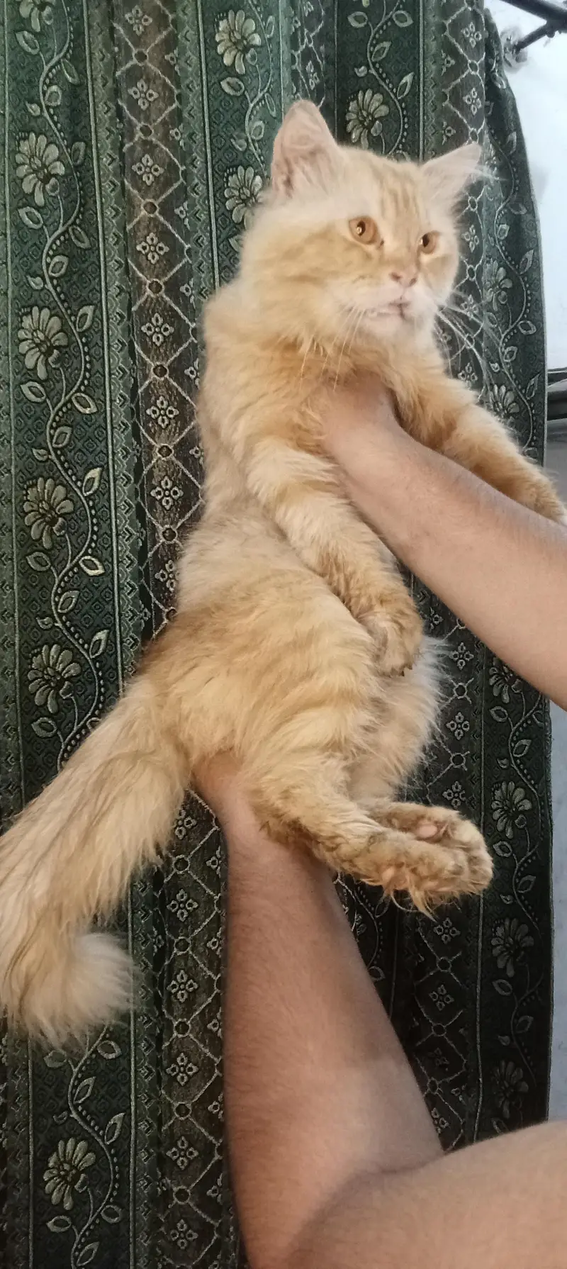 triple coated cat for sale — photo 2