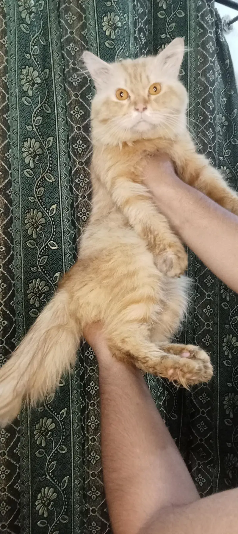 triple coated cat for sale — photo 3