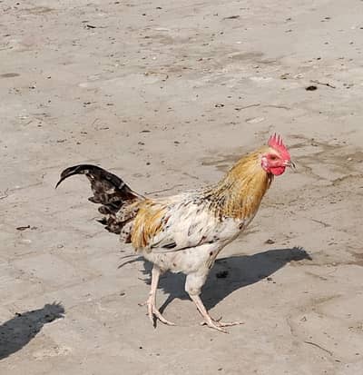 Golden misri murga