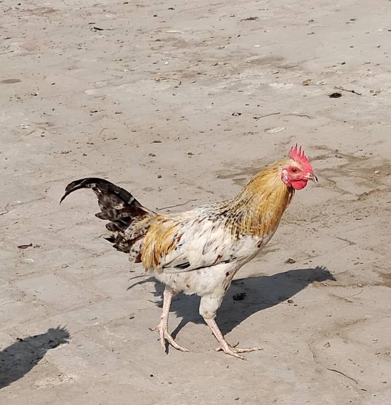 Golden misri murga 0