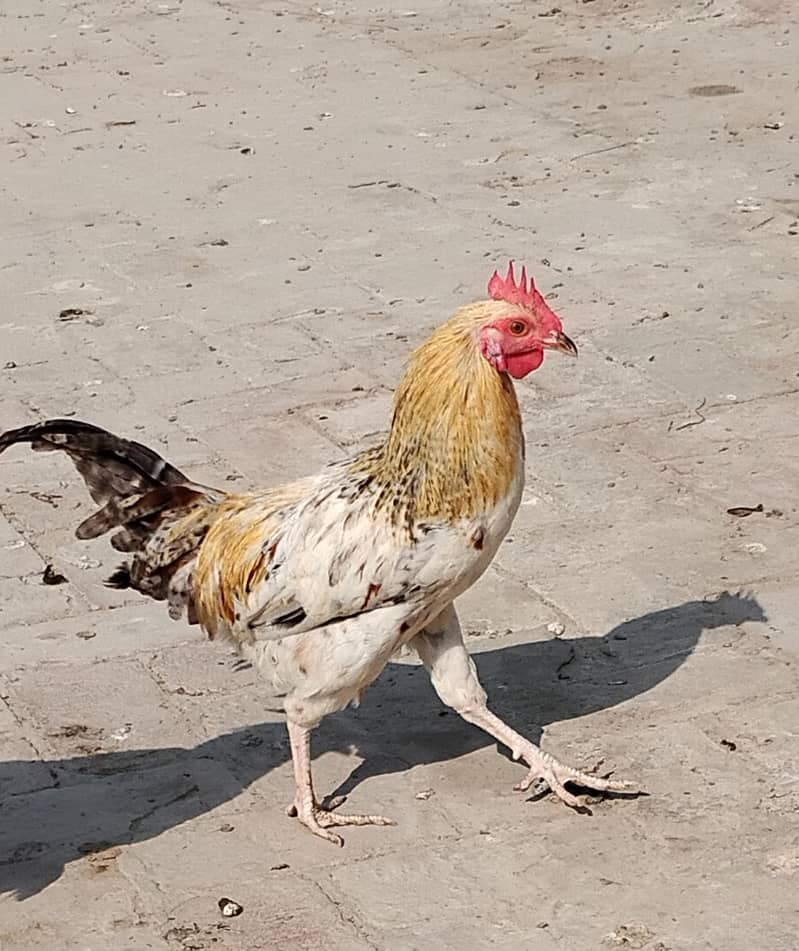 Golden misri murga 1