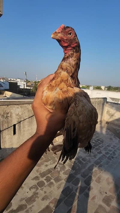 aseel madi ando ke gureente 03454685523 whatsapp