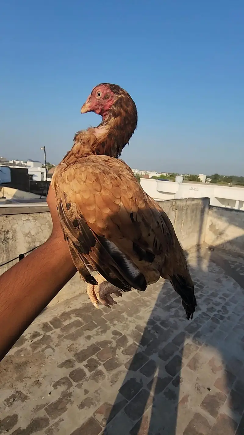 aseel madi ando ke gureente 03454685523 whatsapp — photo 2