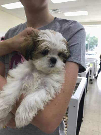 Shihtzu female puppy 03075273683 WhatsApp only