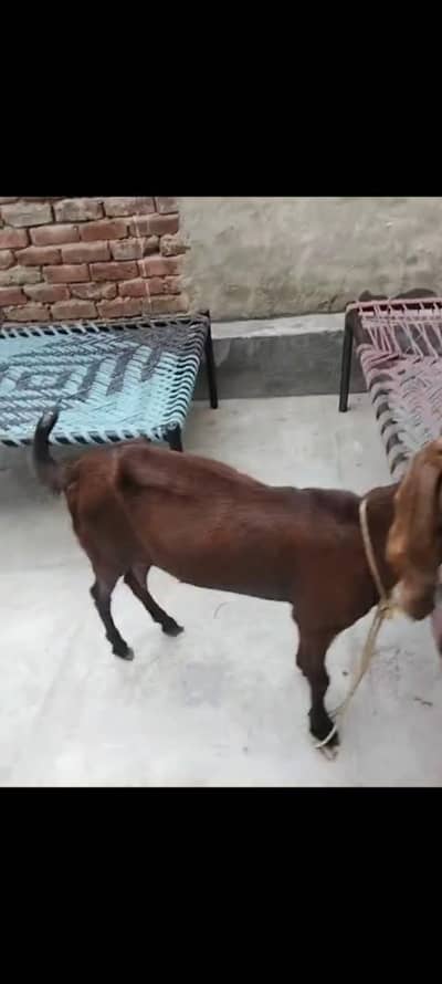 krass ho gi ha 20din ke krass ke video be ha  03317948809