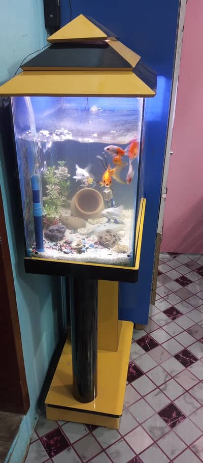 aquarium setup