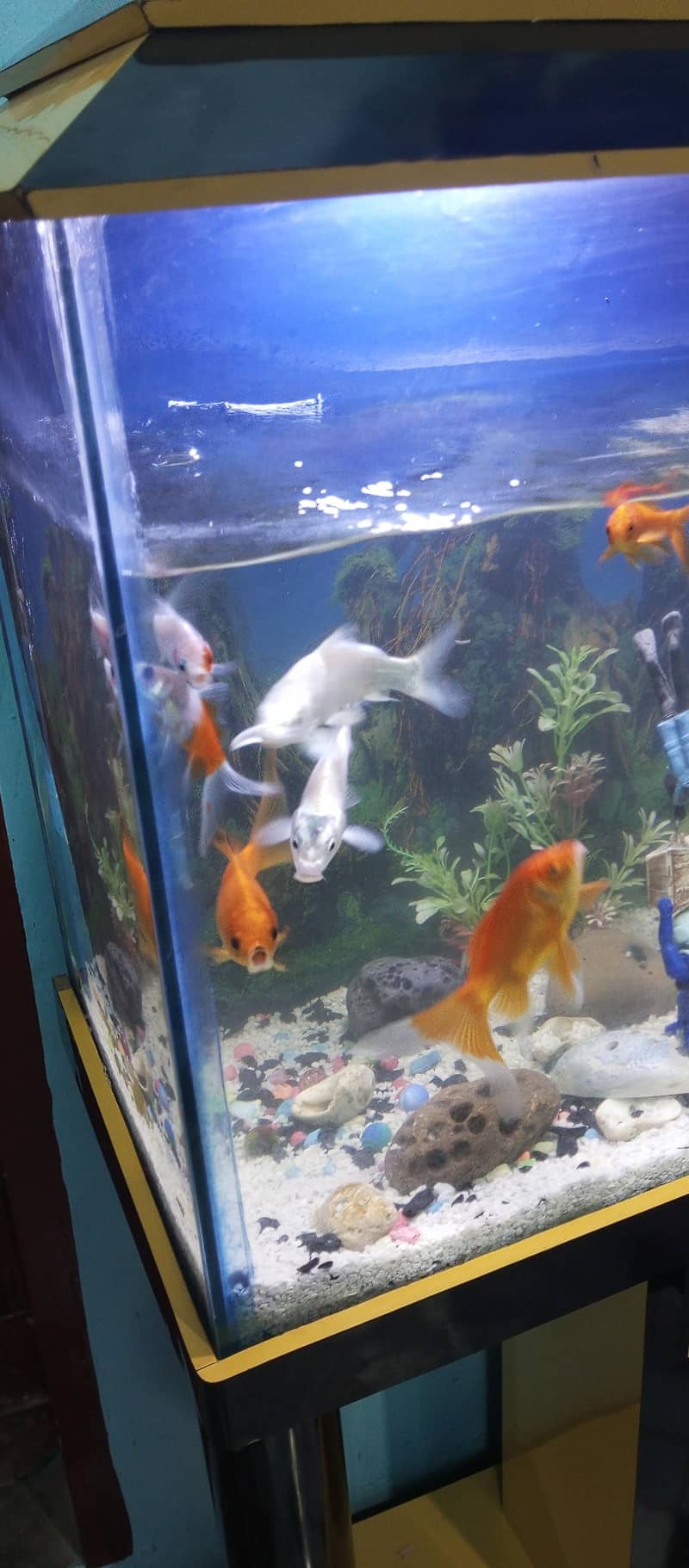 aquarium setup 4
