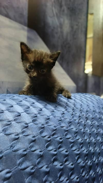 Persian cat