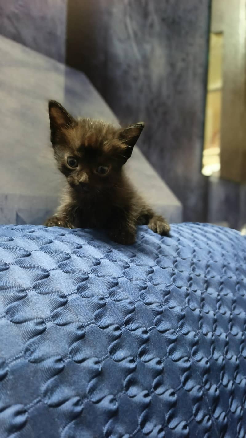 Persian cat 0