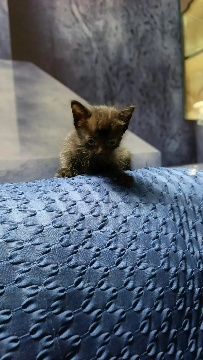 Persian cat — photo 2