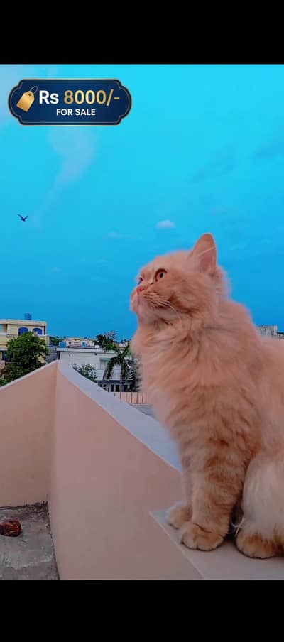 High Quality Persian Cats For sale