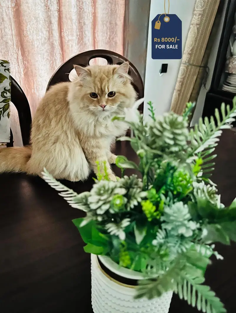 High Quality Persian Cats For sale — photo 2