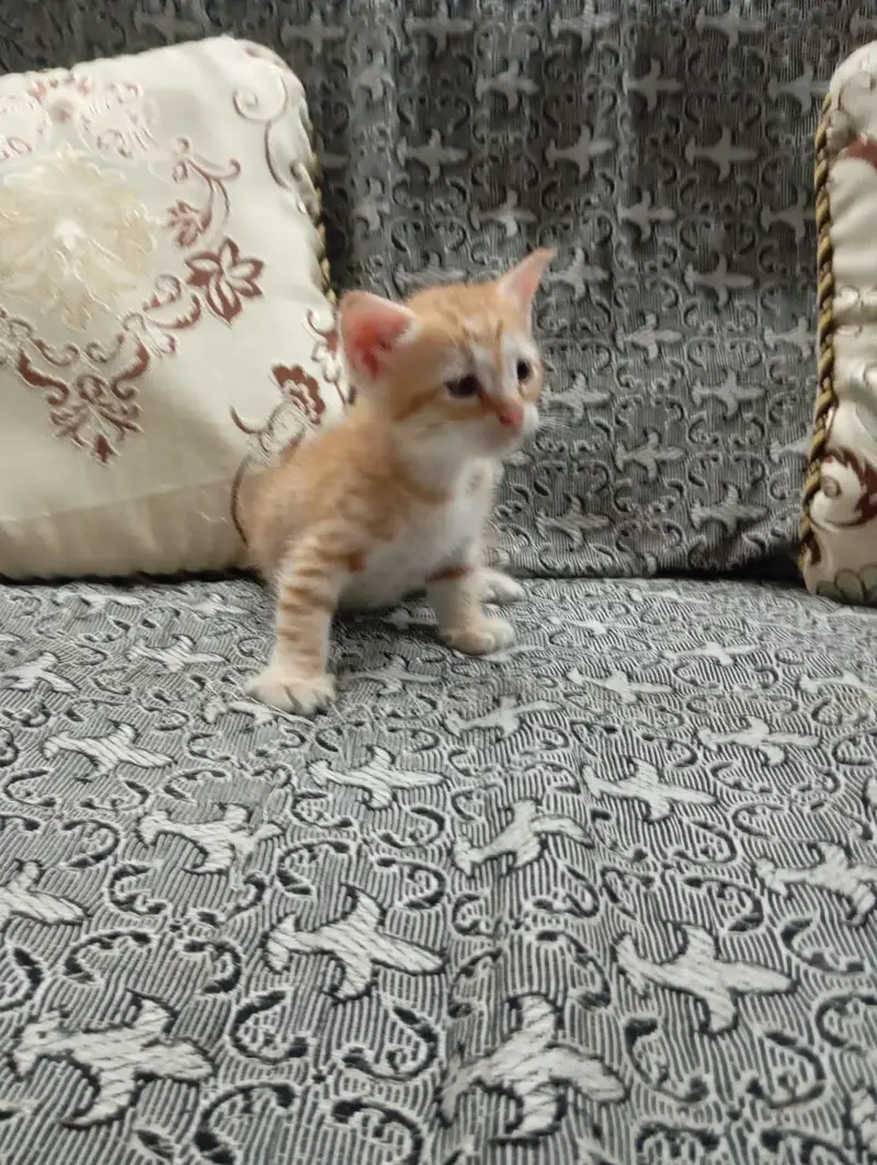 High Quality Persian Cats For sale — photo 3