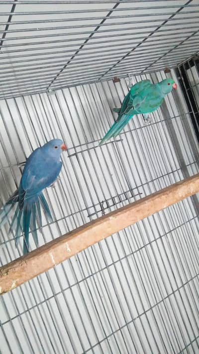 Cobalt vs Blue Ring neck