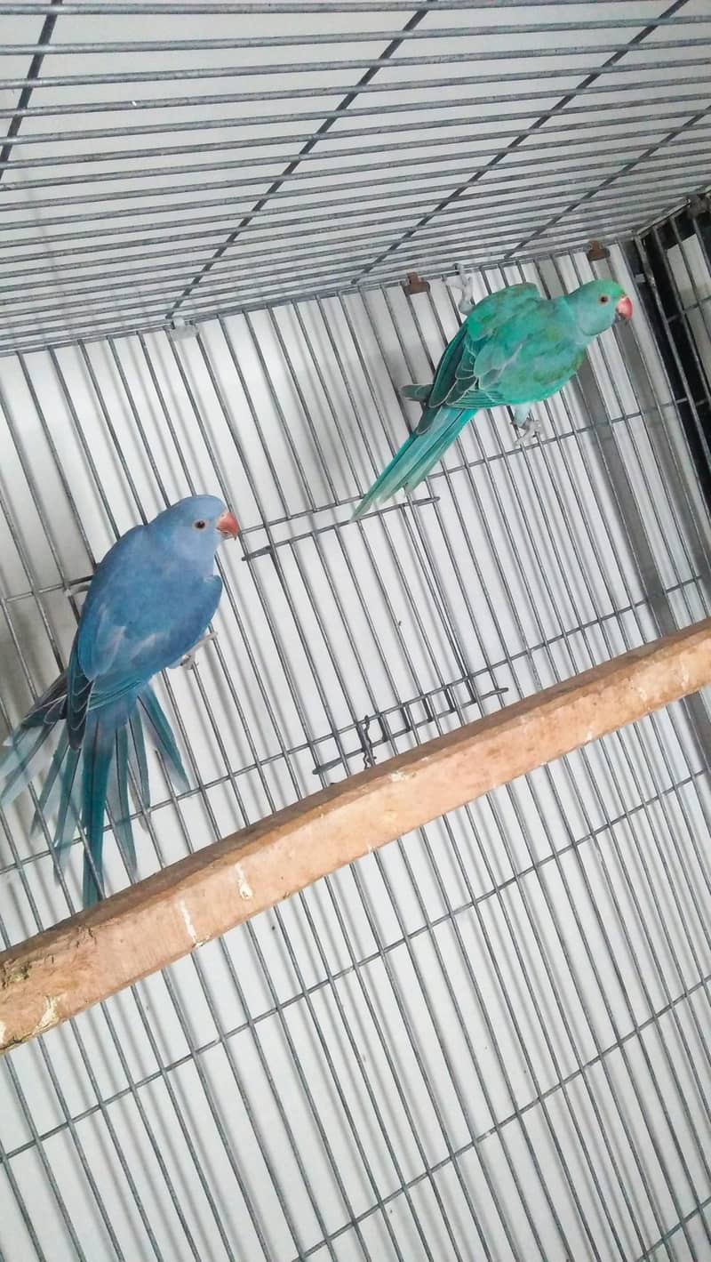 Cobalt vs Blue Ring neck 0