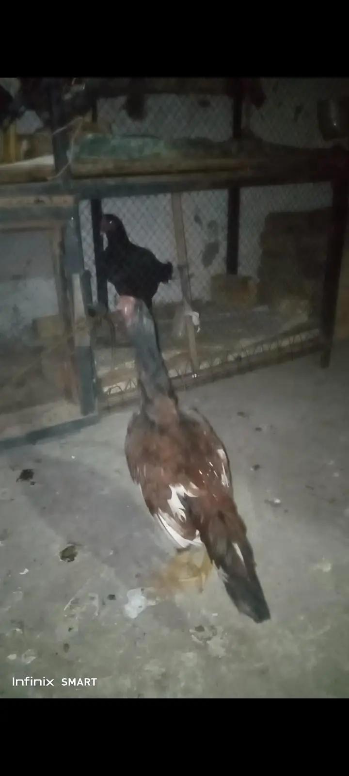 Aseel bread two male in cheap price — photo 4