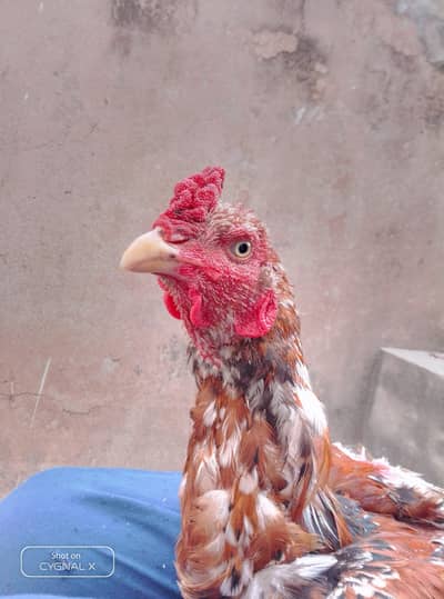 Kari baz aseel murga pure
