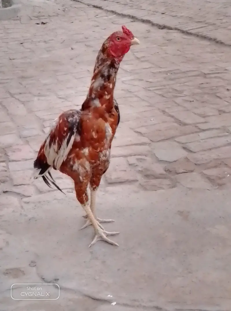 Kari baz aseel murga pure — photo 2