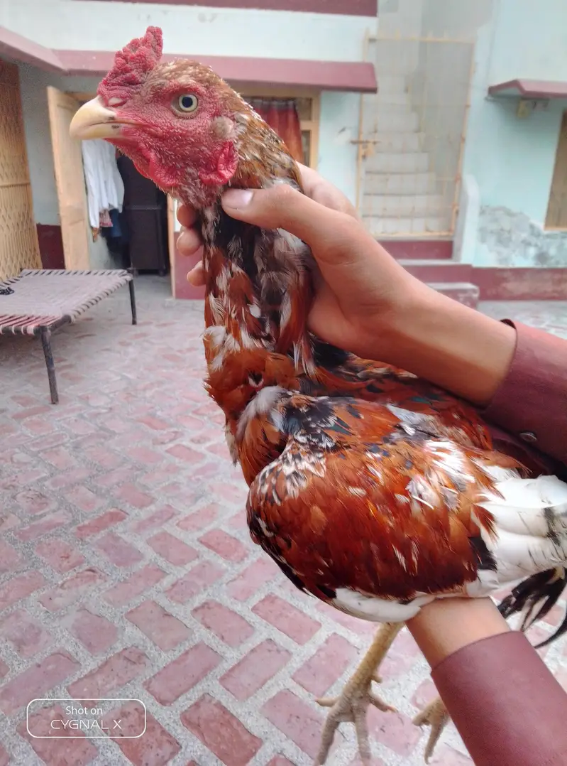 Kari baz aseel murga pure — photo 3