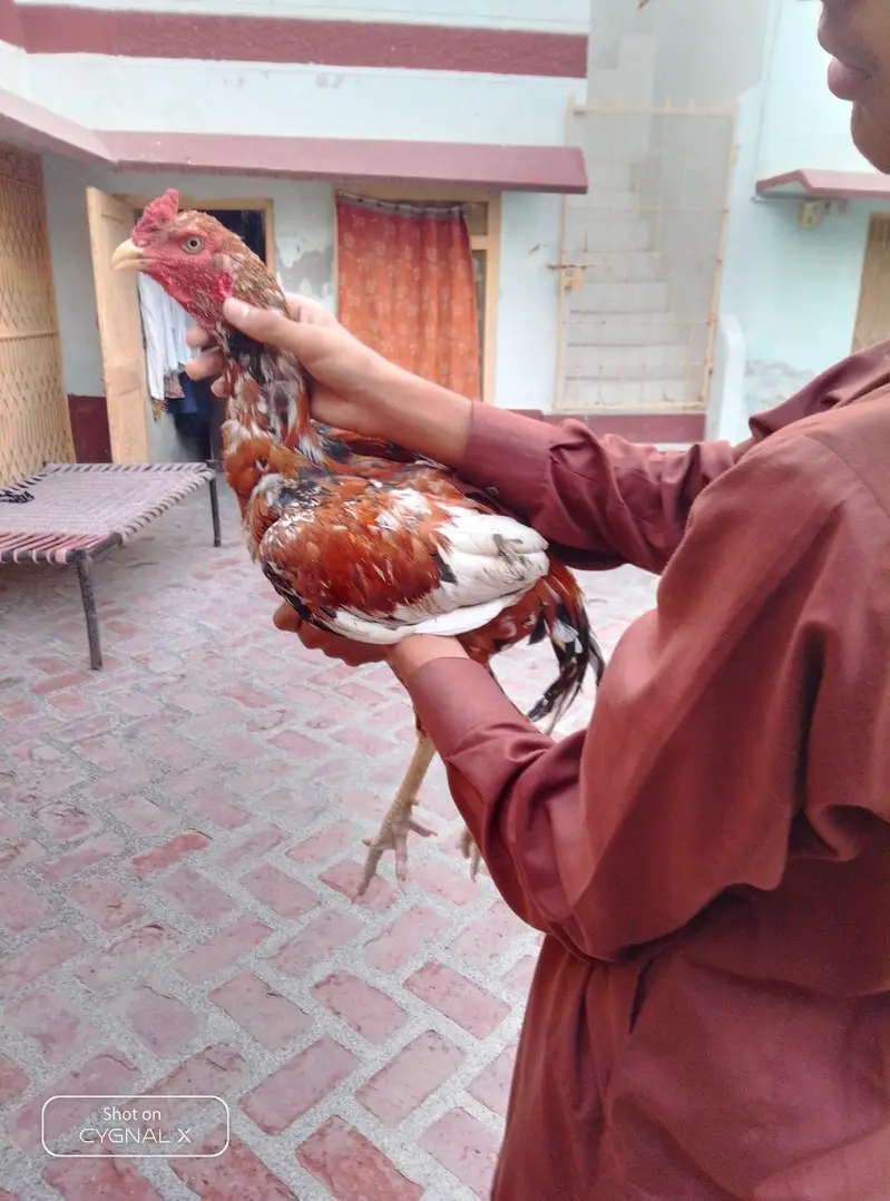 Kari baz aseel murga pure — photo 4