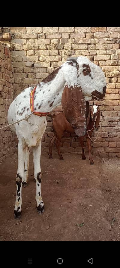 dasi path for sale