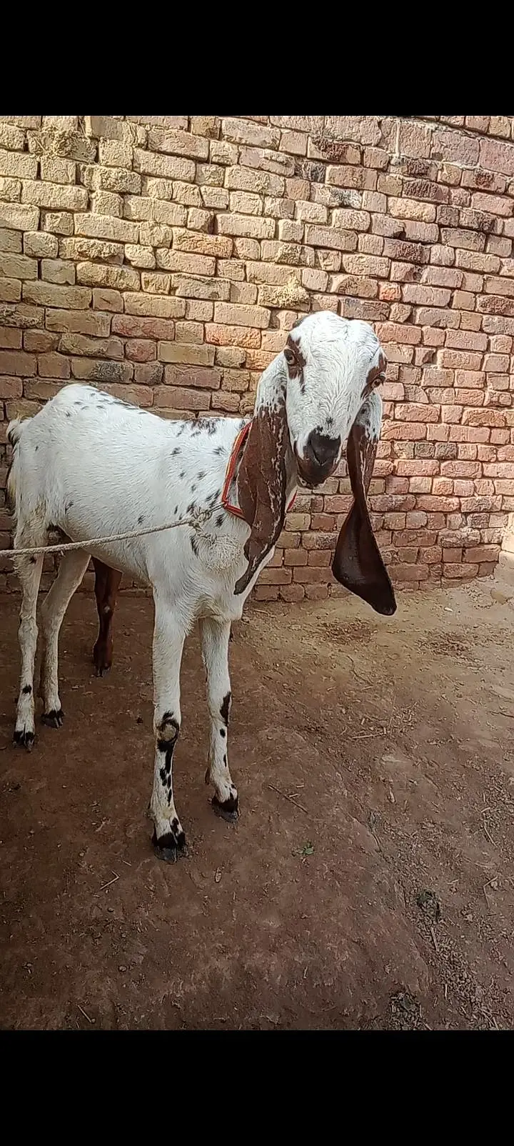 dasi path for sale — photo 2