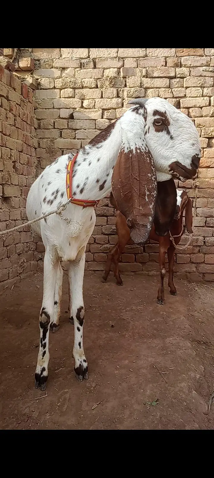 dasi path for sale — photo 3