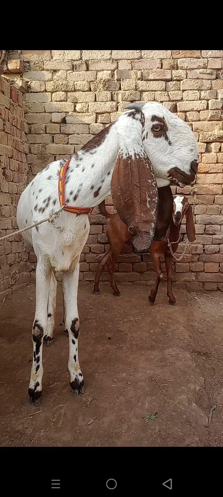 dasi path for sale — photo 5