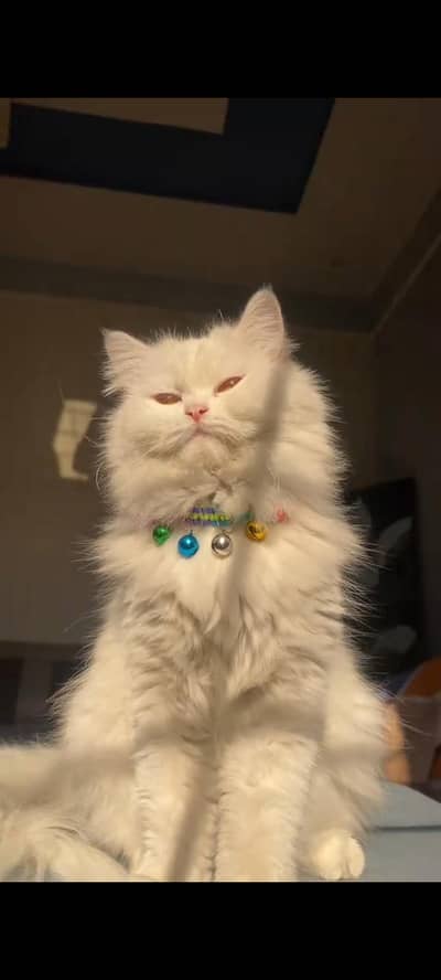 Beautiful Persian Cat for Sale – 6 Months Old