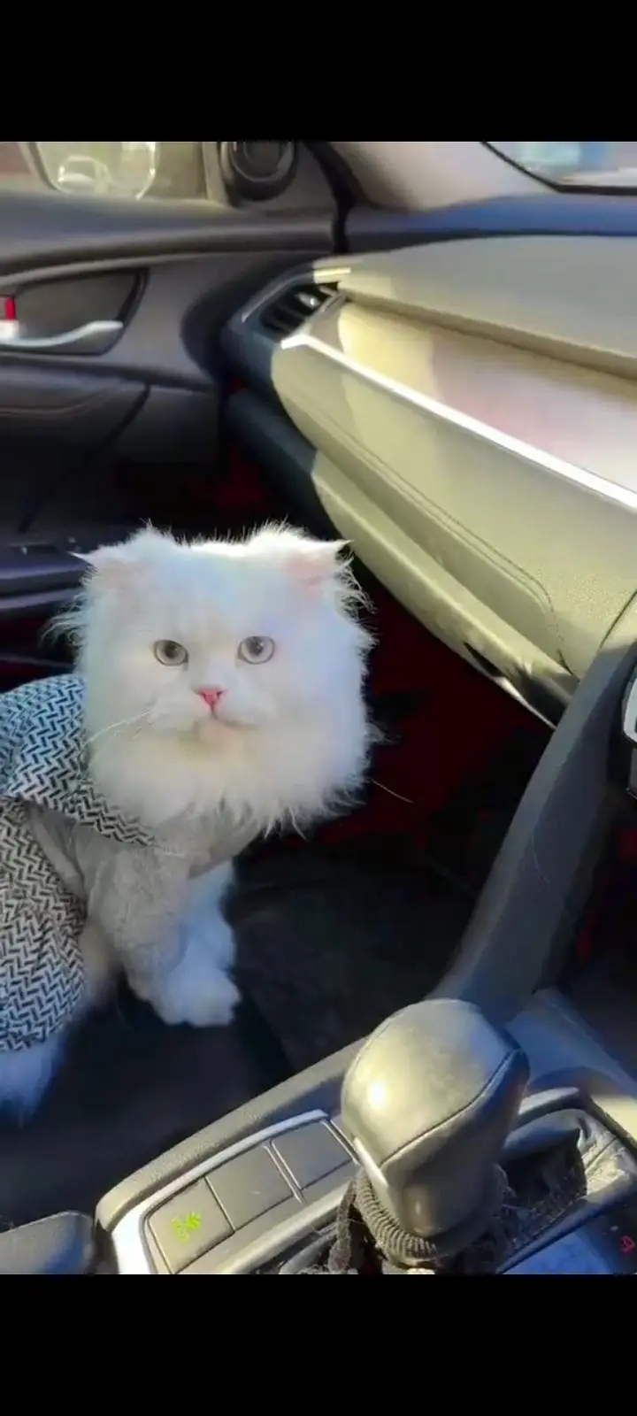 Beautiful Persian Cat for Sale – 6 Months Old — photo 2