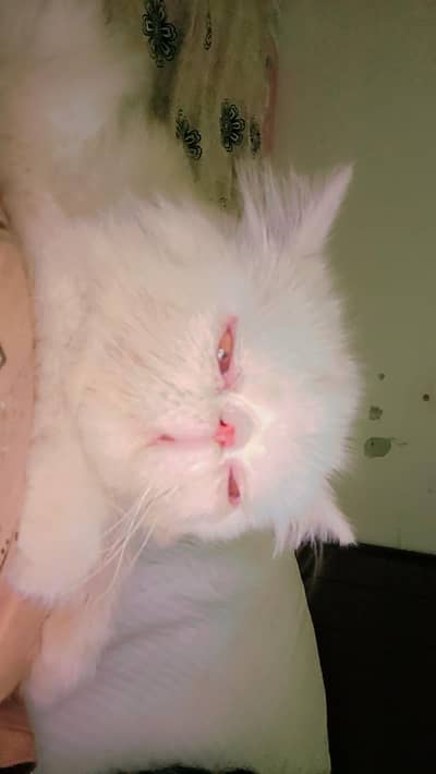 piki face male kitten for sale