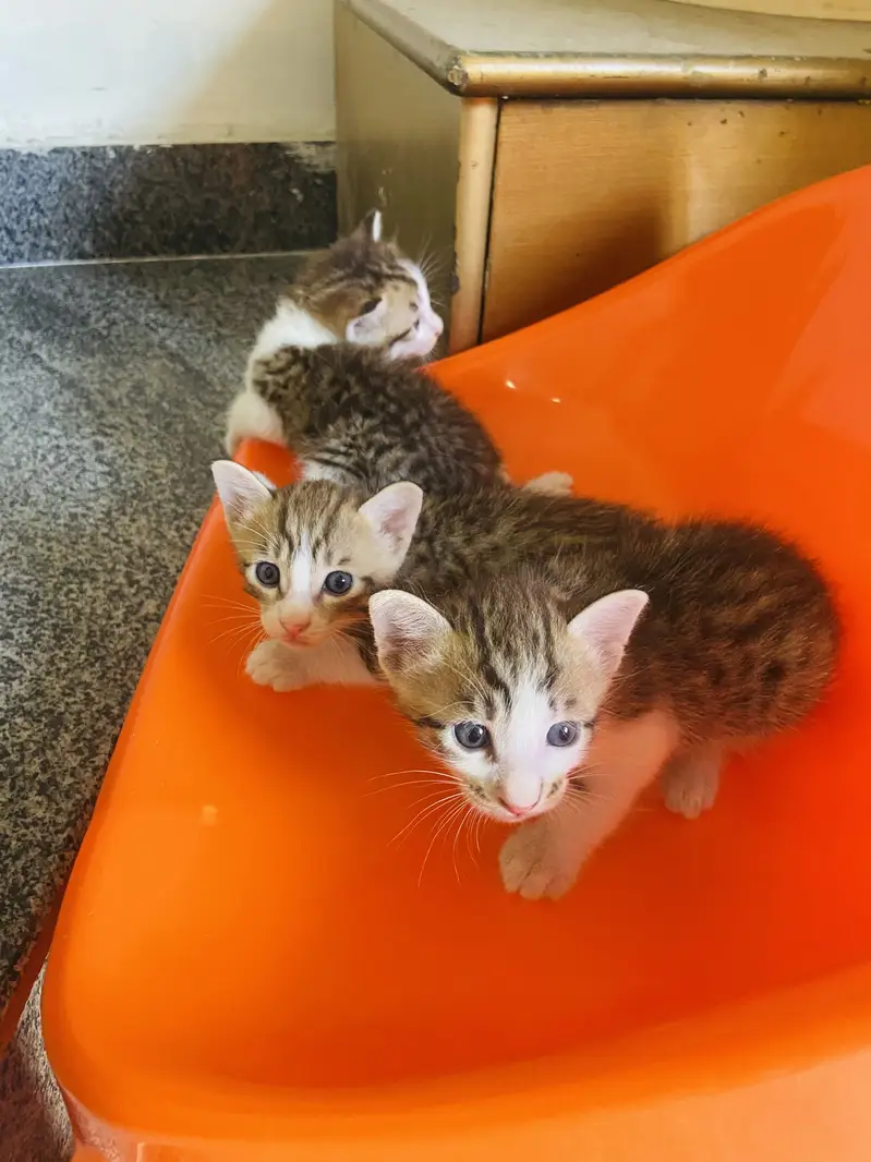 Kittens available for adoption — photo 2