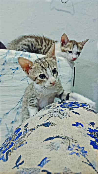 Kittens available for adoption