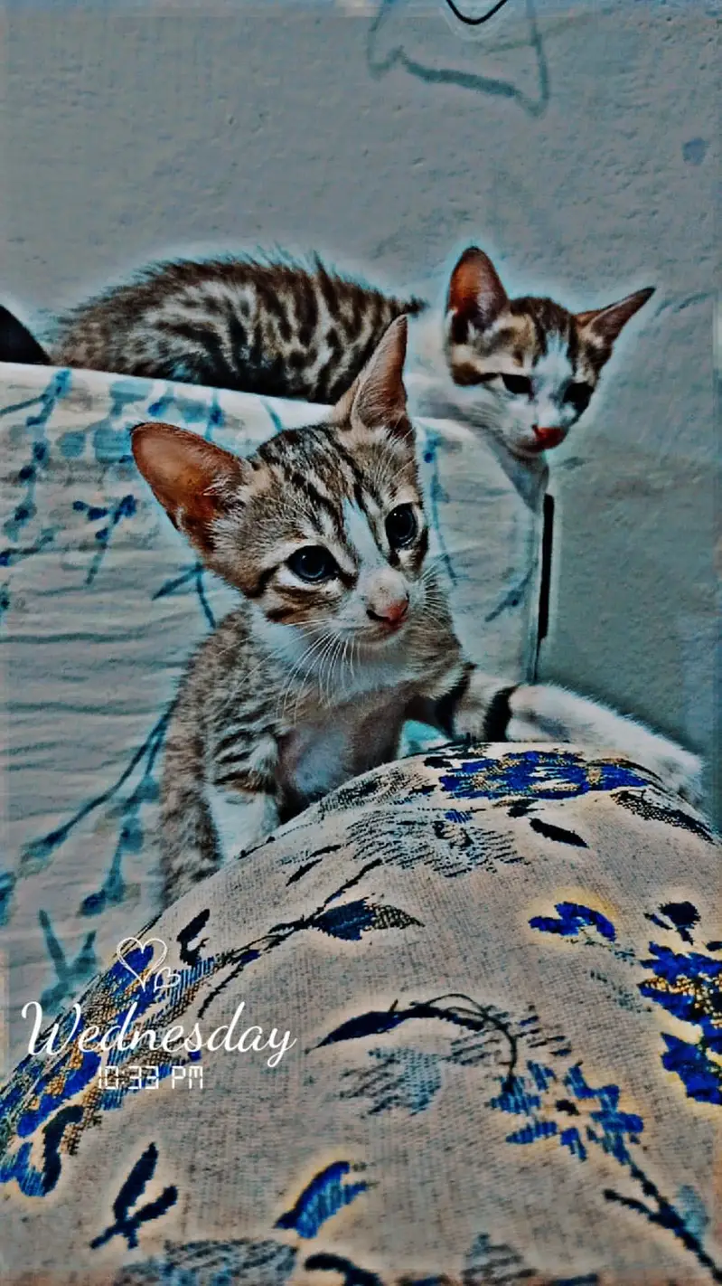 Kittens available for adoption — photo 3