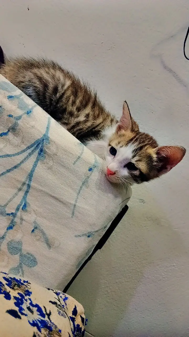 Kittens available for adoption — photo 4