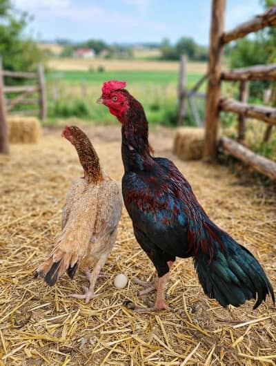 aseel mushka male lakhii female eggs de rahi ha