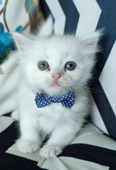 triple coted pure kittan 03125718522 whatap