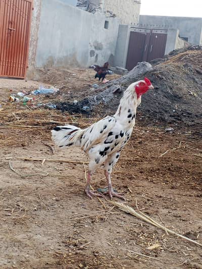 beauty cheena mianwali killer